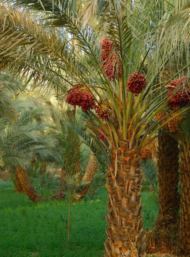 نخلة تمر تحمل عناقيد التمر الناضجة في بستان أخضر
